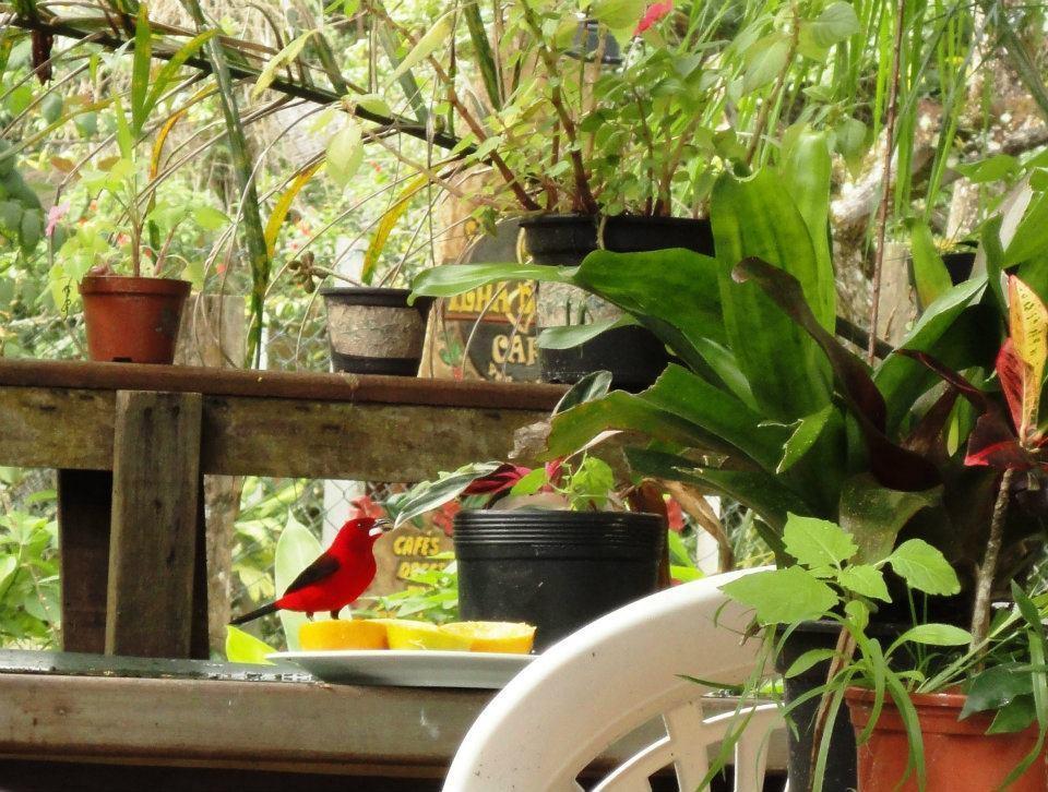 Pousada Beehouse Paranaguá Dış mekan fotoğraf